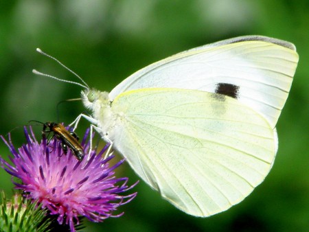 https://www.nahuby.sk/images/fotosutaz/2012/06/27/Pieris-brassicae/marta_e_330050_o.jpg